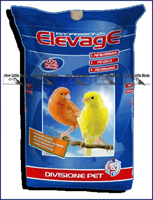 ELEVAGE exta white germoglio per allevatorearini nlb NLB NEW LITTE BIRDS