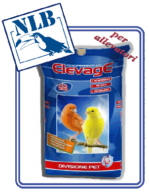 elevage canarini extra white germoglio per allevatore nlb NLB