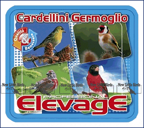 elevge harmony cardellini germoglio nlb NLB