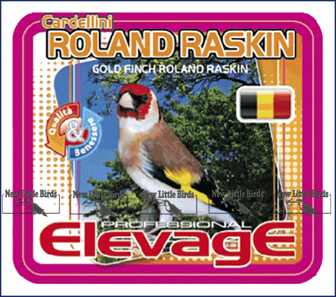 elevage harmony  CARDELLINI EDDY RIMAUX Gold Finch Eddy Rimaux nlb NLB